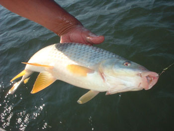 Especies  Pescadores del Paraná